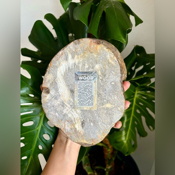 Petrified Wood Bowl - Picture 4 of 8